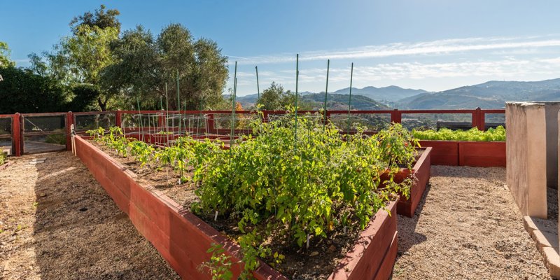 Fenced outdoor garden with rows of plants.